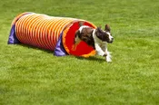 Advanced Intermediate Agility