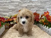 Bichapoo – 0974