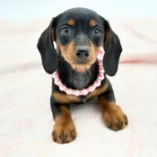 Dachshund (F) – 31341