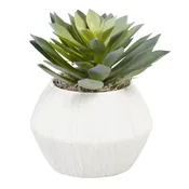 Alena Potted Succulent