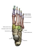 3D Model Foot Bones Labeled Wall Decal