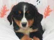 Bernese Mountain Dog – 49677