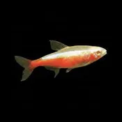 Albino Cardinal Tetra Sm
