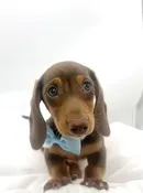 Dachshund (M) 14743