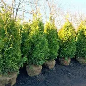 Arborvitae - Thuja 'Green Giant'