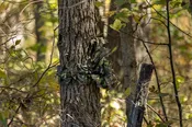 Trail Camera Concealment Cover