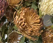 Artificial Pincushion Protea Arrangement