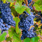 Cabernet Sauvignon Grape Vine – 1-Year Bare Root Grape Plant – Premium Red Wine Variety – Vigorous & Productive – From Hand Picked Nursery