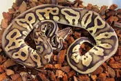 Pastel Leopard 100% het Ultramel ♂