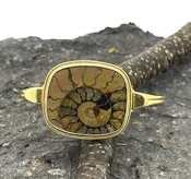 Ammonite Bracelet Top (gold)