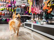Polite In Public – Indoor Addition
