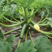 Green Zucchini - Way Farms — Chillicothe Farmers Market