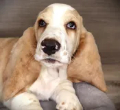 Basset Hound (M)  24882