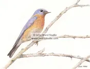 Bluebird on Branch