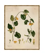 Amber Garden 5 Framed Canvas Artwork
