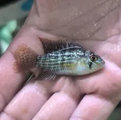 Andinoacara pulcher