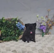 Binx