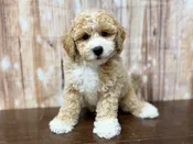 Bichapoo – 4352