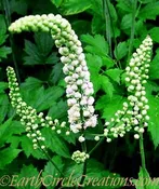 Black Cohosh Herbal Tincture