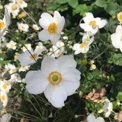 Anemone Honorine Jobert