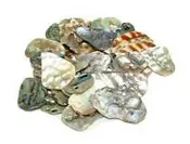 Abalone Shell Polished