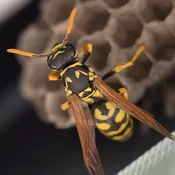 Wasp/Hornet/Yellow jackets