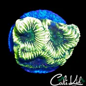 ALLIGATOR SKIN FAVIA