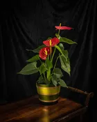 Radiant Anthurium Plant