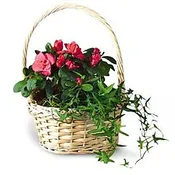 European Basket Garden