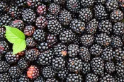 Blackberry Sage Soy Candle