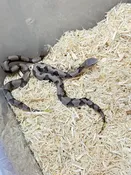 Captive Born Eastern Copperheads — Pets-A-Plenty
