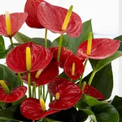 Anthurium