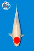 21” Takigawa  Tancho Kohaku Female