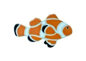Clown Fish
