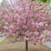 Cherry, Kwansan