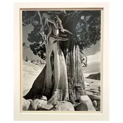 SOLD   Cole Weston (American, 1919-2003)  "Juniper at Lake Tanaya" — driftwood modern