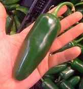 Jalapenos - Way Farms — Chillicothe Farmers Market