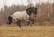 Baker 5A Turnout Sheet — Greenway Saddlery