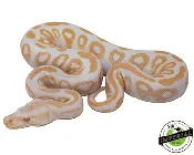 Albino Black Pastel Ball Python