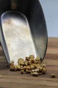 Astragalus