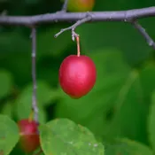 American Plum