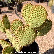 Opuntia microdasys var. rufida