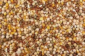 16% Royal Race (Leach Grain & Milling) Premium Racing Pigeon Feed