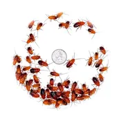 3/4" Large Turkish Red Runners