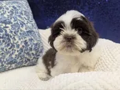 Lhasa Apso – 13884