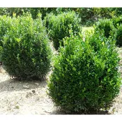 American Boxwood - Buxus Sempervirens
