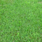El Toro Zoysiagrass