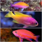 Anthias Assort 10Lot