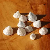 10pcs Pearlized Trochus Seashells - Tiny Natural Mother of Pearl Sea Shells .5-.75in