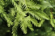 Bald Cypress